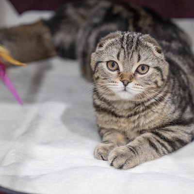 Photos: All the pretty kitties we saw at the 2023 St. Petersburg Catstravaganza