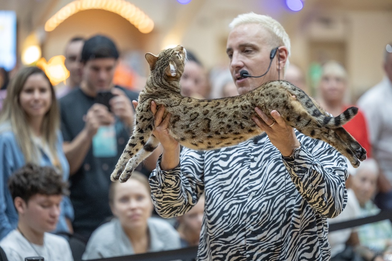 Photos: All the pretty kitties we saw at the 2023 St. Petersburg Catstravaganza