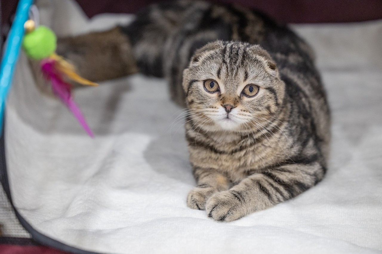 Photos: All the pretty kitties we saw at the 2023 St. Petersburg Catstravaganza