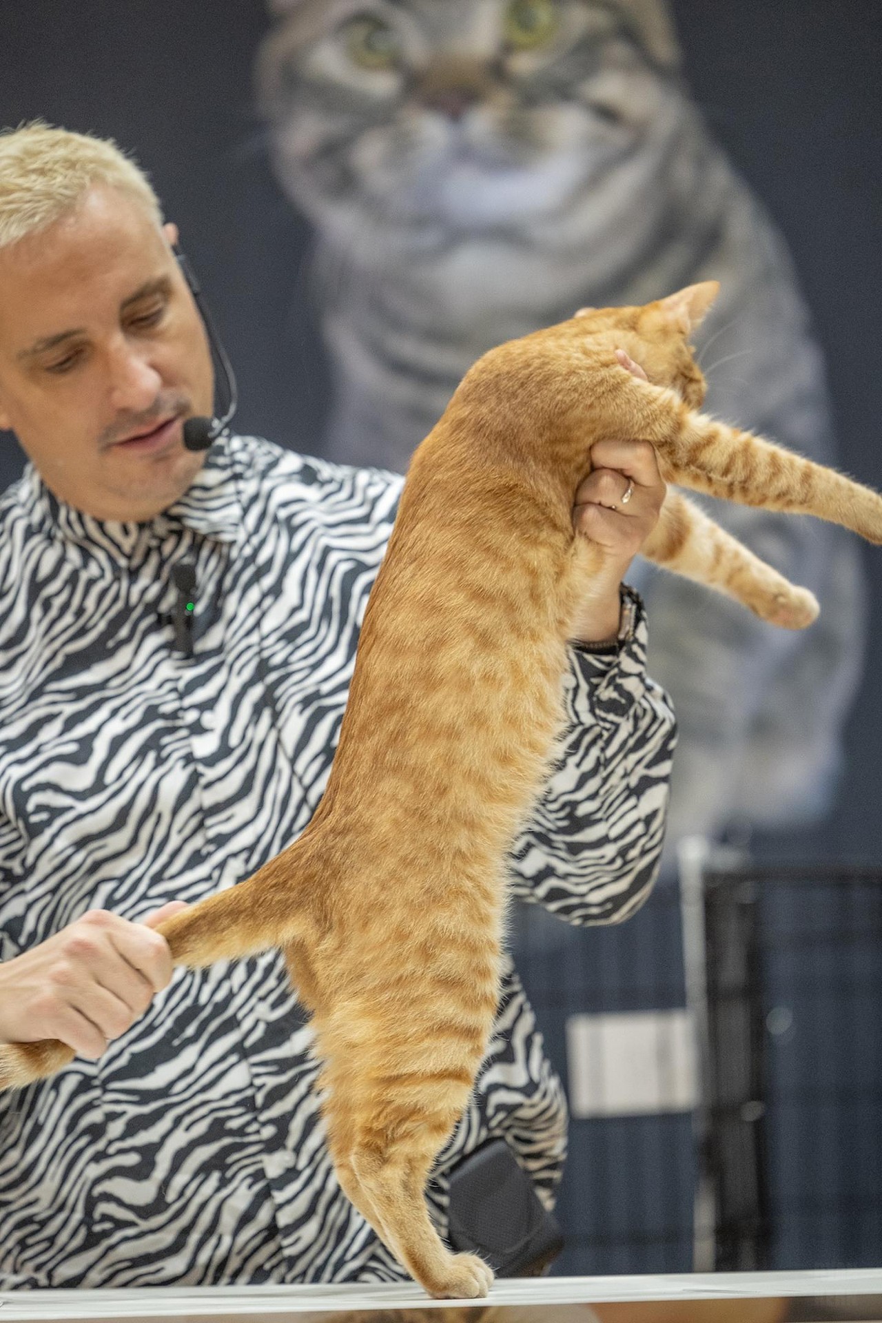 Photos: All the pretty kitties we saw at the 2023 St. Petersburg Catstravaganza