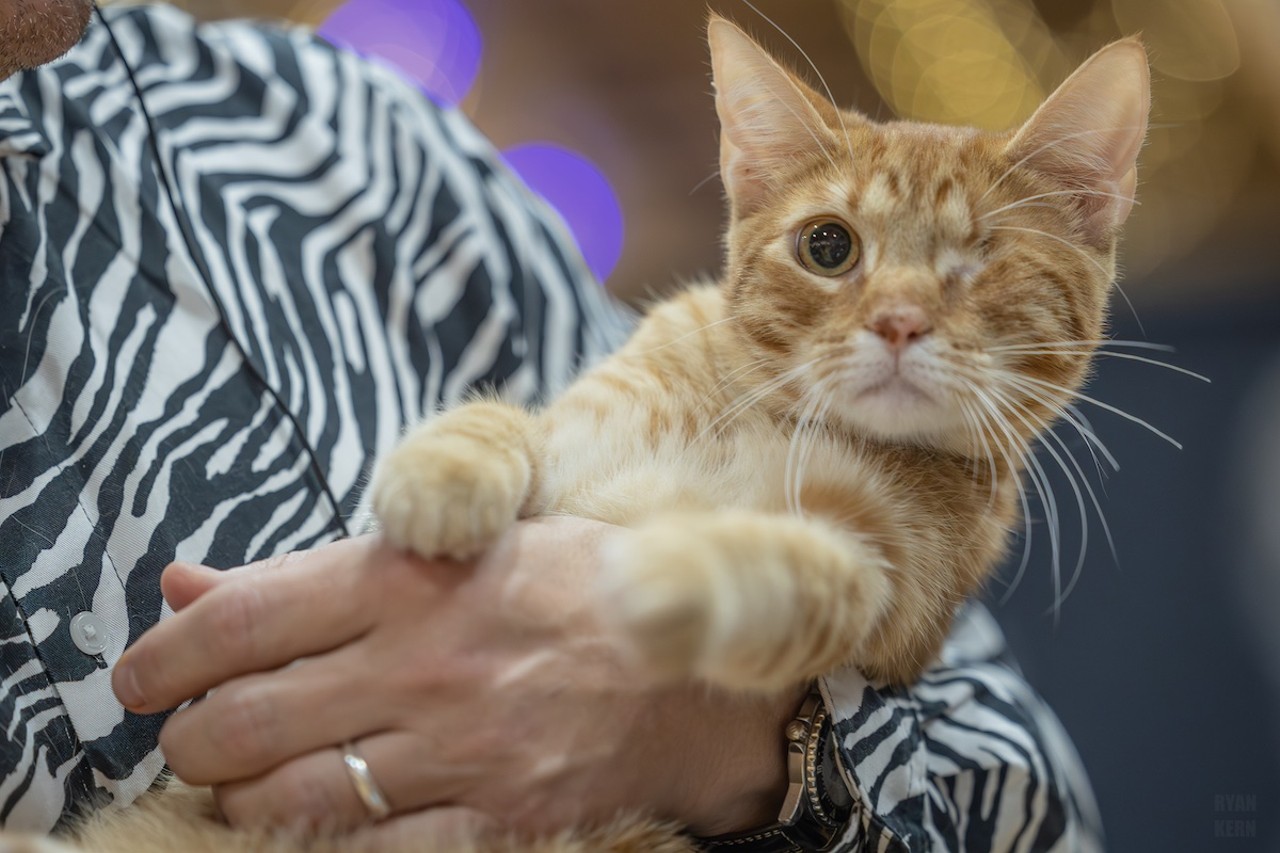 Photos: All the pretty kitties we saw at the 2023 St. Petersburg Catstravaganza