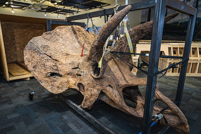 On Feb. 1, downtown Tampa's Glazer Children’s Museum unboxed the fossil’s 700-pound skull, complete with the trademark triceratops horns.
