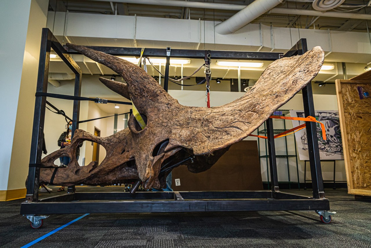 Photos: Tampa’s ‘Big John’ triceratops skeleton is unveiled at Glazer Children’s Museum
