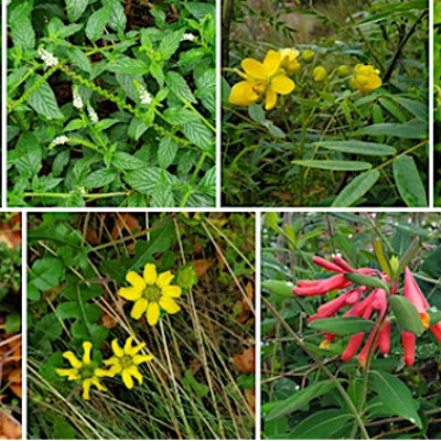 Pinellas Chapter Florida Native Plant Society Landscape Tour - North County