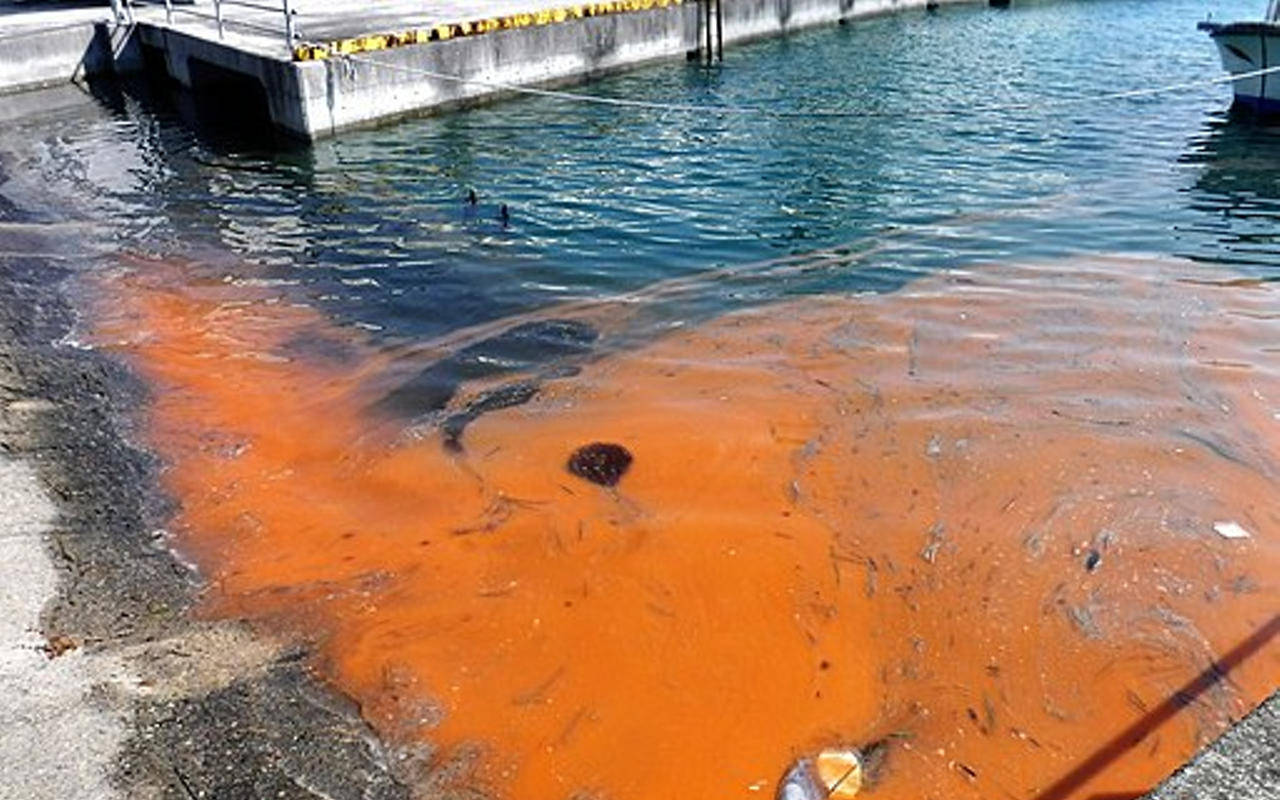Red tide is not as bad as it was, officials say.