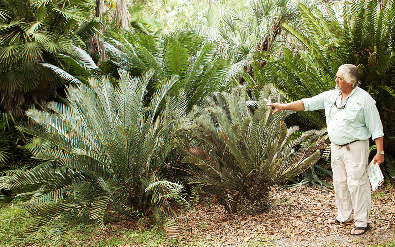 PLANT CITY: Brad Young has offered St. Petersburg his late father’s collection of 300 cycads, living links to a prehistoric past.