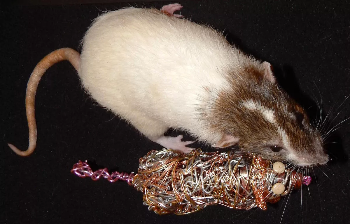 Brandy's Rat with Rat Sculpture_landscape