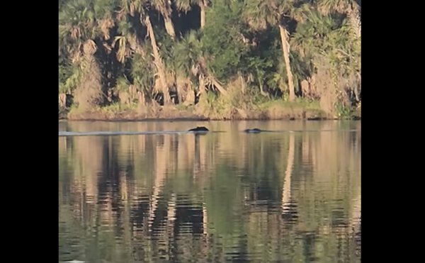 'Real life Pokémon battle': Video shows Florida bear fighting off two large alligators (2)