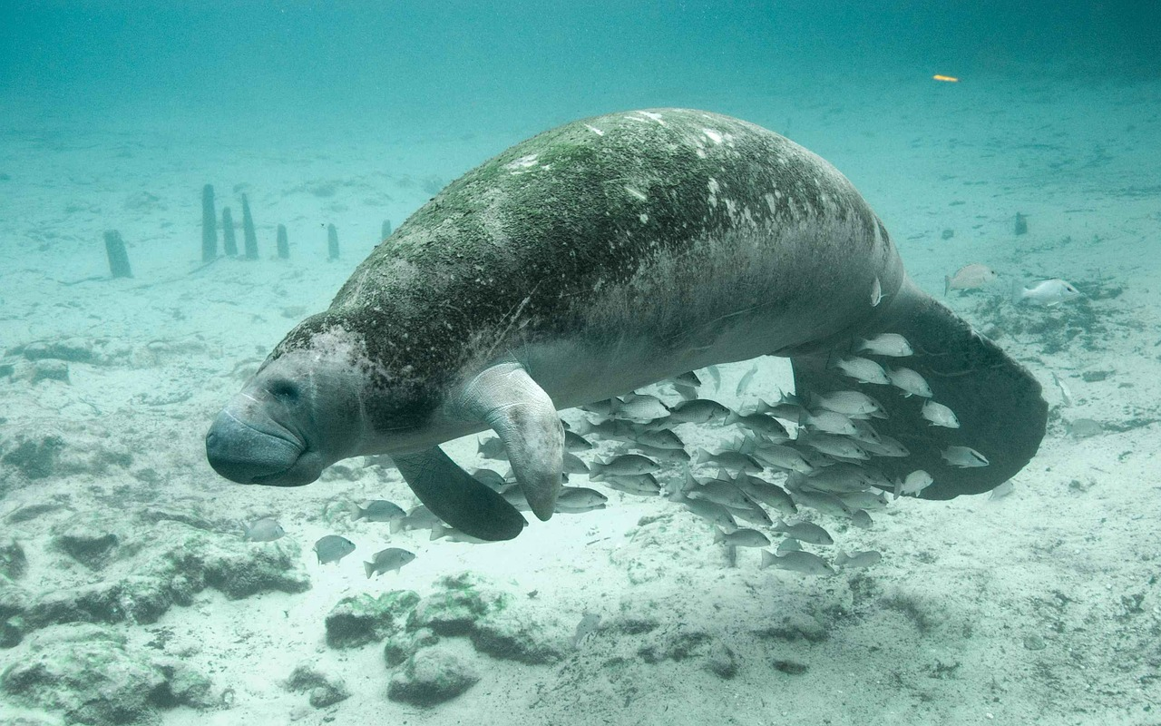 121 manatees were reportedly killed by boat strikes in 2018.