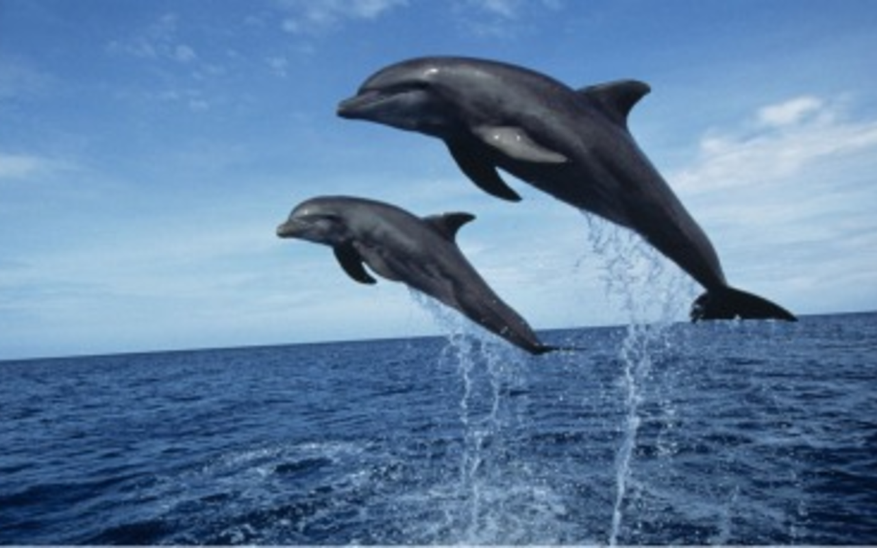"Red Listed": Dolphins considered an "at risk" species