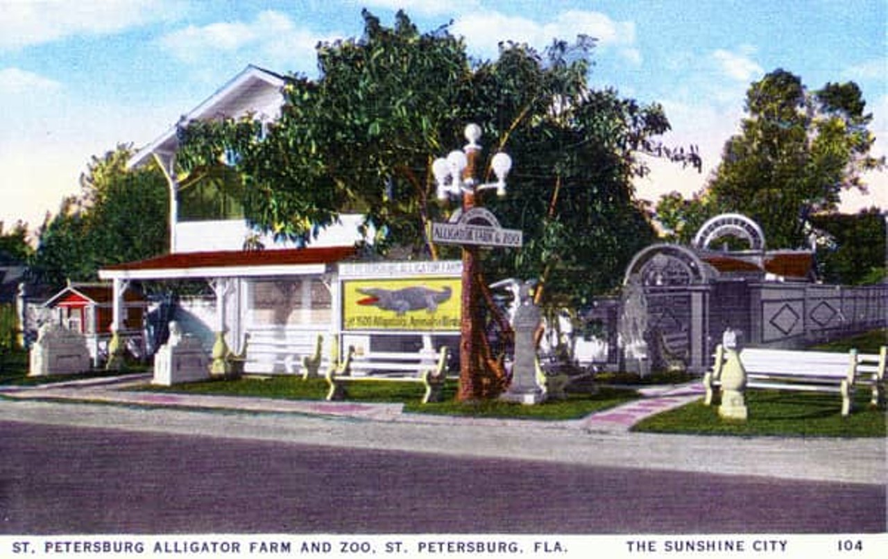 The St. Petersburg Alligator Farm 
Opening in 1918, the St. Petersburg Alligator Farm and Zoo was arguably the original St. Pete tourist trap. Located on an acre of land along 6th Street South, near what is now called Lake Maggiore, the attraction featured over 1,500 gators, including a 15-foot chungus called "Old Moses," which guests could view for about 22 cents.