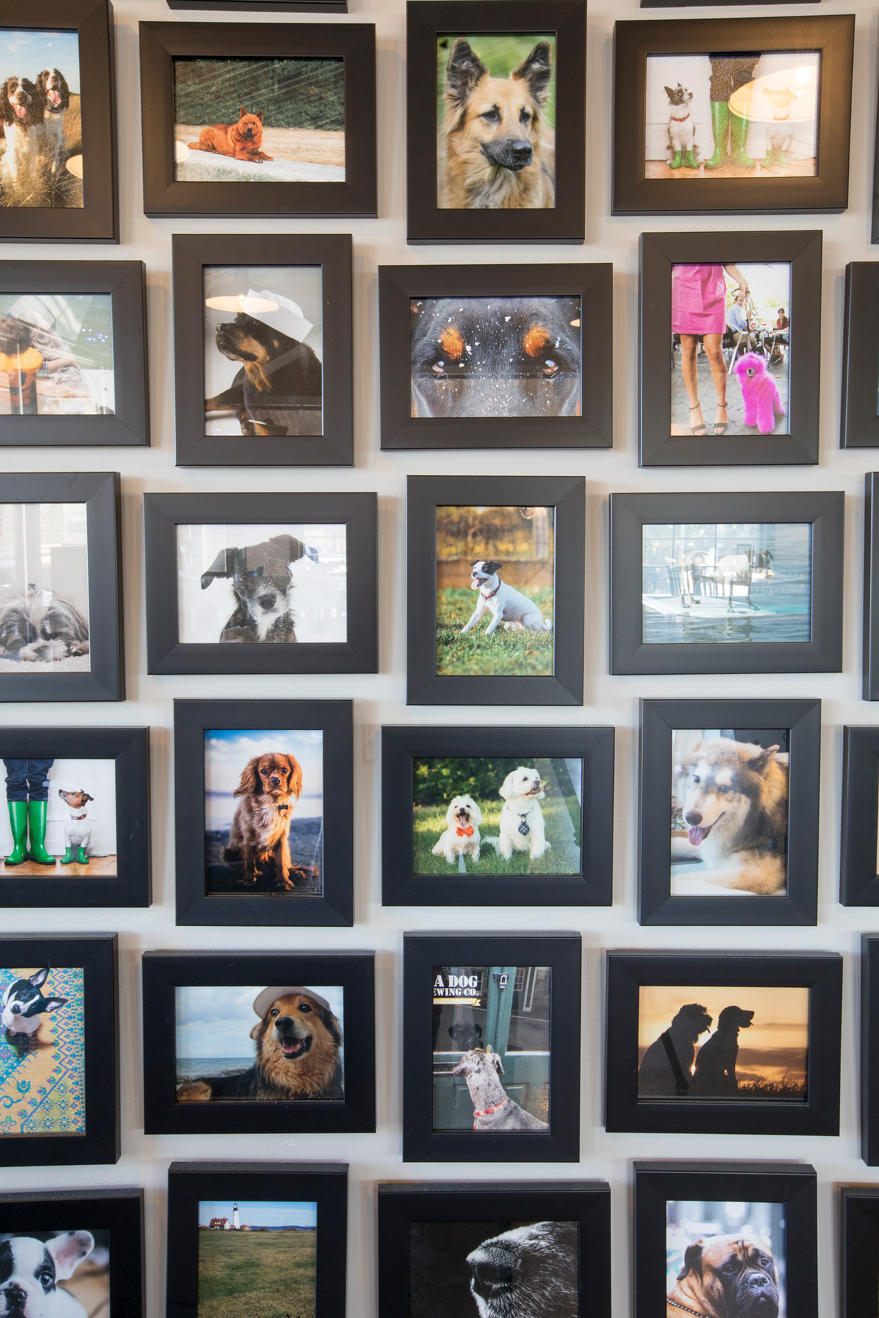 There's even a fun (and adorable) wall of framed dog photos.