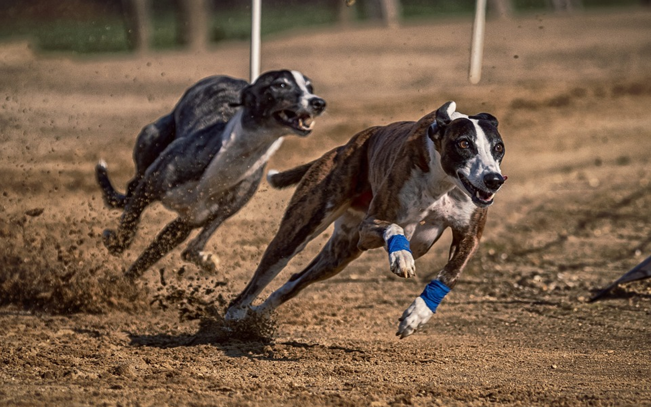 Sarasota Kennel Club has decided to end its greyhound racing a year early.