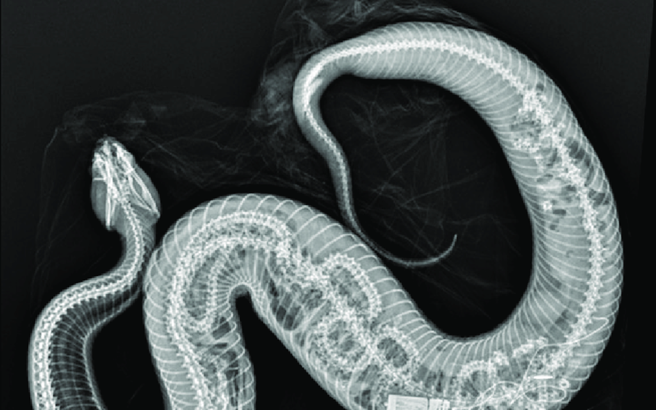 In August, Zoo Miami shared the Florida fauna win to their social media, showing an X-ray image of a cottonmouth, or water moccasin, with a visible Burmese python vertebrae and radio transmitter inside.