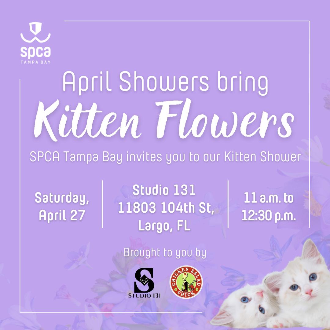 April Shower Bring Kitten Flowers