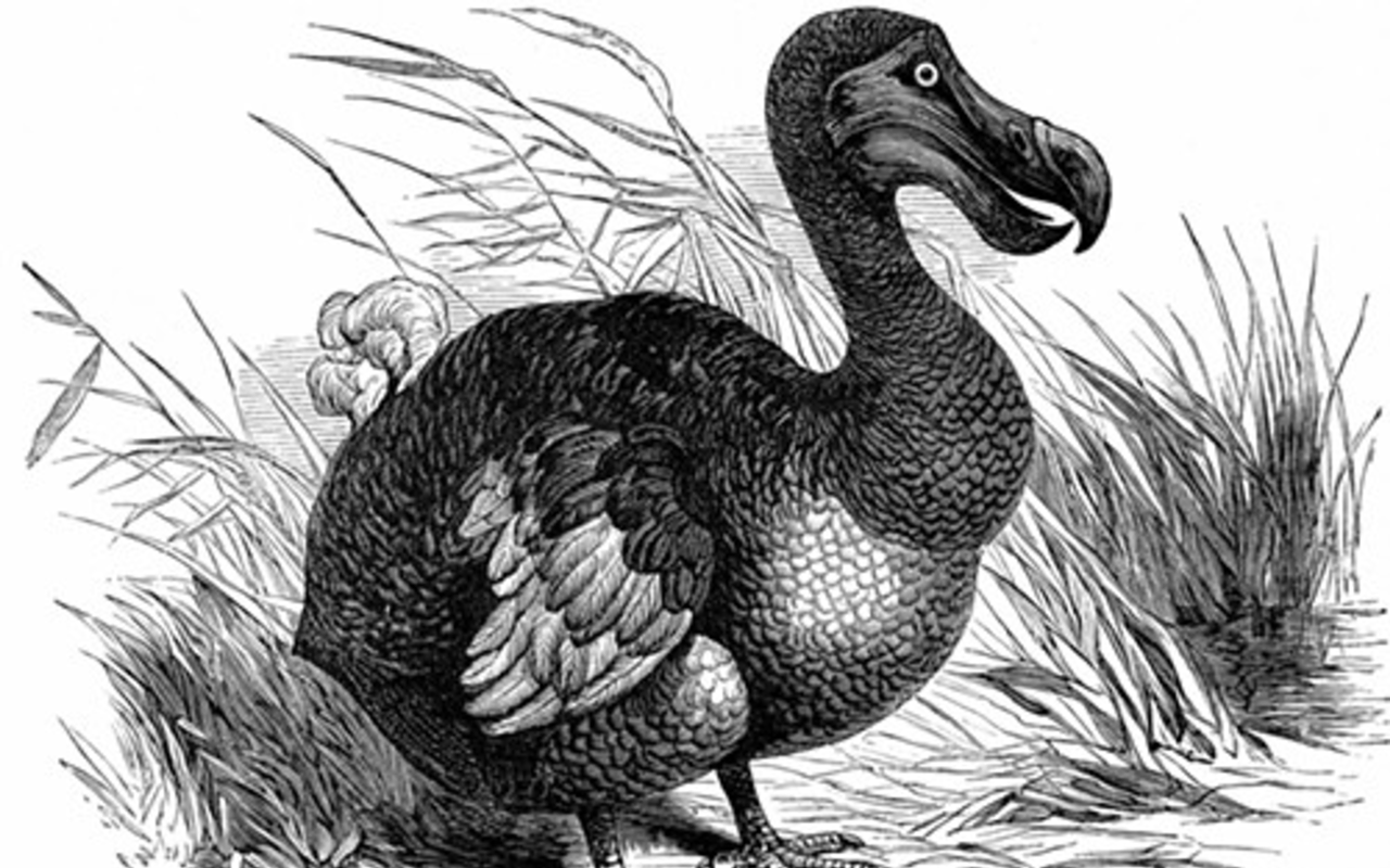 Eminent Harvard biologist E.O. Wilson says that fully half of the planet's higher life forms could be gone within 100 years, joining the dodo bird, sketched here, which has been extinct since the 17th century and whose fate was directly attributable to human activity.