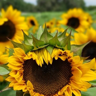 Sunflower Season at Sweetfields Farm