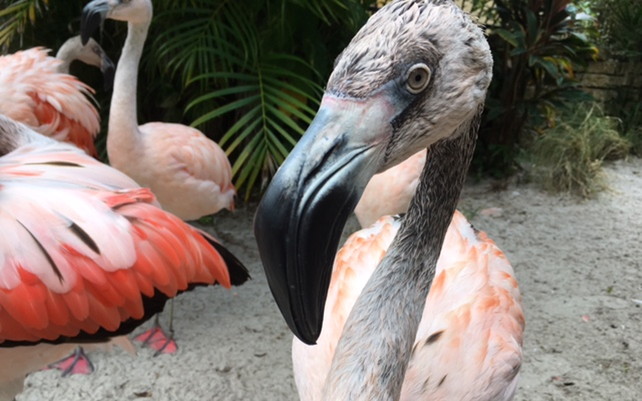 Sunken Gardens' 60-year-old flamingo has gone and fallen in love