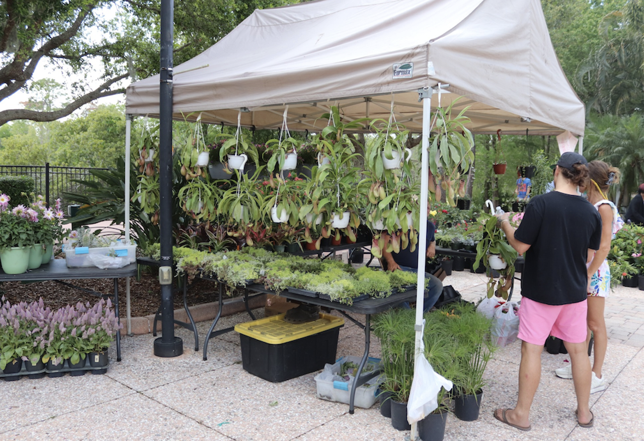 Florida Botanical Gardens Pumpkin Fest
12520 Ulmerton Rd., Largo, FL & 12211 Walsingham Rd., Largo
Saturday, October 22 and Sunday October 23, 12-4 p.m.
Free parking, pumpkins $10 each
Florida Botanical Gardens hosts a festive walkthrough of the grounds with free parking and admission, a pumpkin patch, pumpkin carving, a scarecrow contest on Saturday, and historic house trick-or-treating in Heritage Village Saturday, 1-3 p.m.
Photo via Florida Botanical Gardens/Facebook