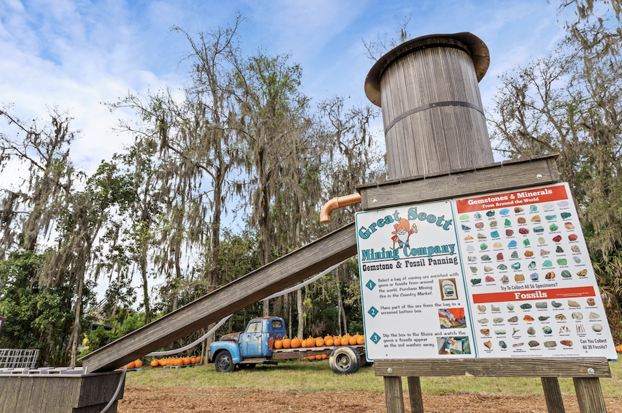 Great Scott’s Maze Adventures
26216 County Rd. 448A, Mount Dora
Saturday and Sunday, 10 a.m.-5 p.m., Sept. 30-Nov. 26
Adult admission $11.99 plus $0.99 fee during fall flash sale, ending Sept. 18, $18 at the gate, kids under four free, cooking classes $3
Pick your pumpkin, go on a hayride, and wander the seven-acre corn maze during Great Scott Farms’ Fall Festival. Learn how to make corn risotto, Mexican street corn, butternut squash soup and more at UF IFAS Extension’s Farm-to-Table cooking classes on Wednesdays, 10-11 a.m., October 5-November 30 (register in advance). Return after 6 p.m. for the night maze — each night comes with a different theme, from country night to Halloween night to glow night.
Photo via Long & Scott Farms/Facebook