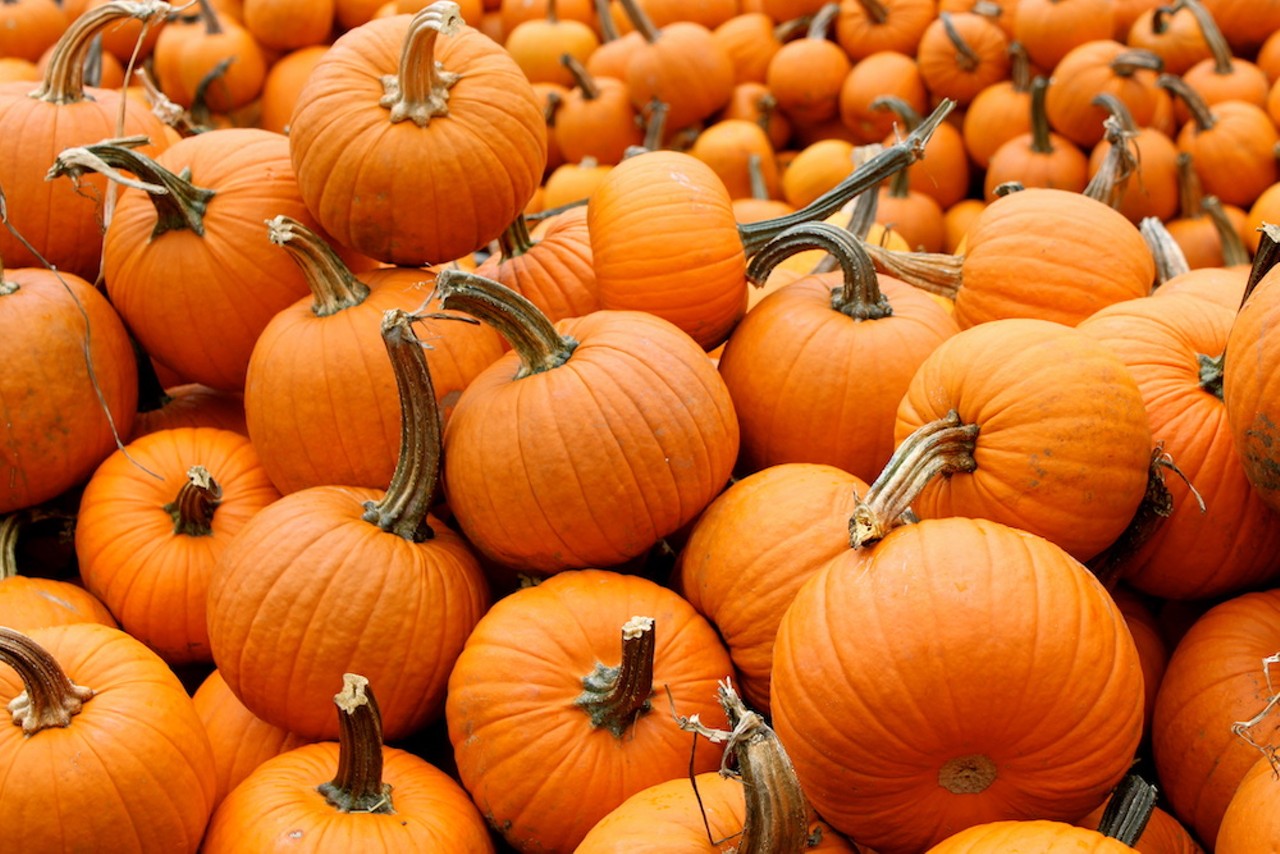 Heritage United Methodist Church Pumpkin Patch
2680 Landmark Dr., Clearwater
October 7-November 1
A pumpkin patch perfect for all ages and centered around community outreach and fundraising for the church. Visit on Oct. 13 for Pumpkin Palooza. This free event includes scavenger hunts, music, games and prizes.
Photo via Adobe Images