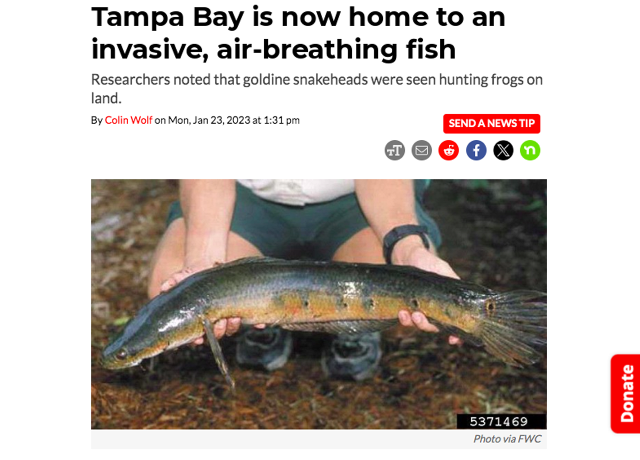 Adding to a long list of invasive species that already includes clawed frogs, house-eating meningitis snails, and giant poisonous toads, Tampa Bay is now home to an air-breathing Asian fish. For the first time on record, researchers have located a population of non-native aggressive, air-breathing fish known as the goldline snakehead (Channa aurolineata) in a Manatee County pond. Read the full story here. 