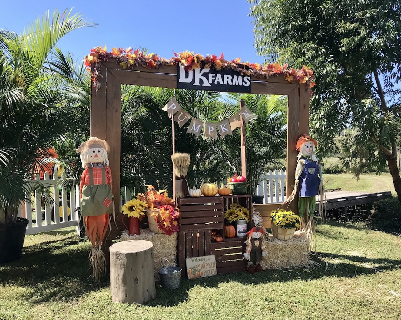 DK Farms Fall Festival
750 Lake Ave. SE, Largo
Oct. 8-9, 15-16, 22-23, 29; Fearville 6-10 p.m. Oct. 12, 13, 14, 20, 21, 27, 28, and 31
Daily weekday admission $10, daily weekend admission $15, daily Fearville admission $25
Come down to DK Farms for tons of fall fun with their pumpkin patch, pumpkin cannon, pony rides, mini golf, crafts and food vendors and more. The farm offers plenty of fall photo ops and will have a one-day trick-or-treat event Oct. 29. DK Farms becomes Fearville select nights in October, 6-10 p.m., with haunted hay rides, a fire show, haunted house and haunted trail.
Photo via DK Farms Nursery/Facebook