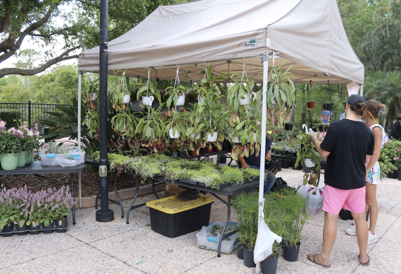 Florida Botanical Gardens Pumpkin Fest
12520 Ulmerton Rd., Largo, FL & 12211 Walsingham Rd., Largo
Saturday, October 26, 12-4 p.m.
Free parking, pumpkins $10 each
Florida Botanical Gardens hosts a festive walkthrough of the grounds with free parking and admission, a pumpkin patch, pumpkin carving, a scarecrow contest on Saturday, and historic house trick-or-treating in Heritage Village 
Photo via Florida Botanical Gardens/Facebook