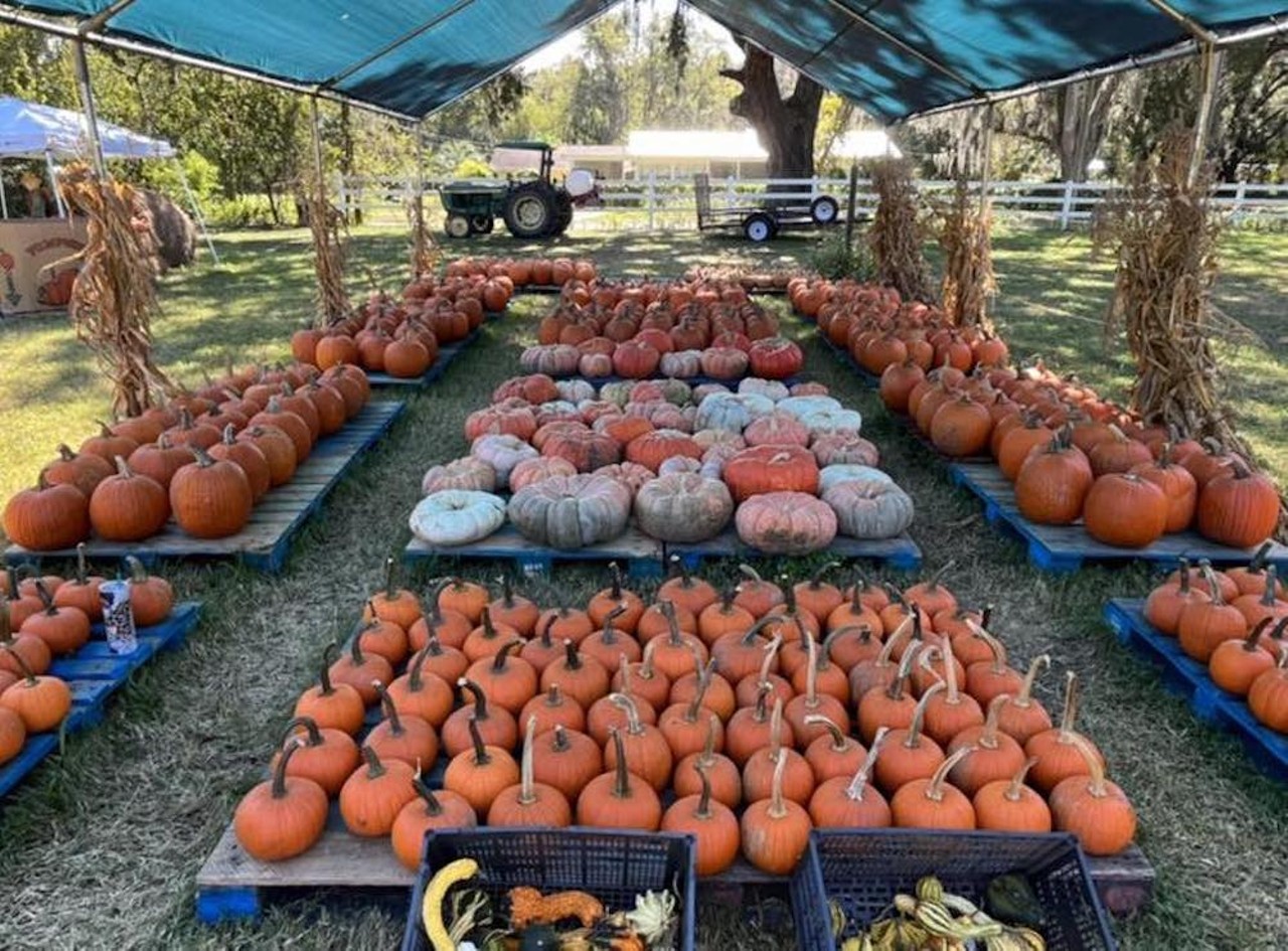 Frazier Farms Fall Festival
20175 Manecke Rd., Brooksville
Every Saturday and Sunday from Sept. 30 to Oct. 22, 10 a.m.-5 p.m.
$20 cash entry per vehicle
Frazier Farms unloads pumpkins by the wagon-full throughout the fall season. Visit on weekends for hay rides, pumpkin painting, cornhole, jenga, zip line, face painting, toddler games, and a bounce house. Before you leave, be sure to try The Ice Cream Barr’s exclusive Frazier Farms sweet corn ice cream with caramel ribbons.
Photo via Frazier Farms/Facebook