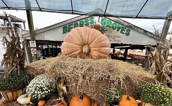 Tampa is once again home to 'Florida's largest pumpkin,' and it weighs 1,500 pounds