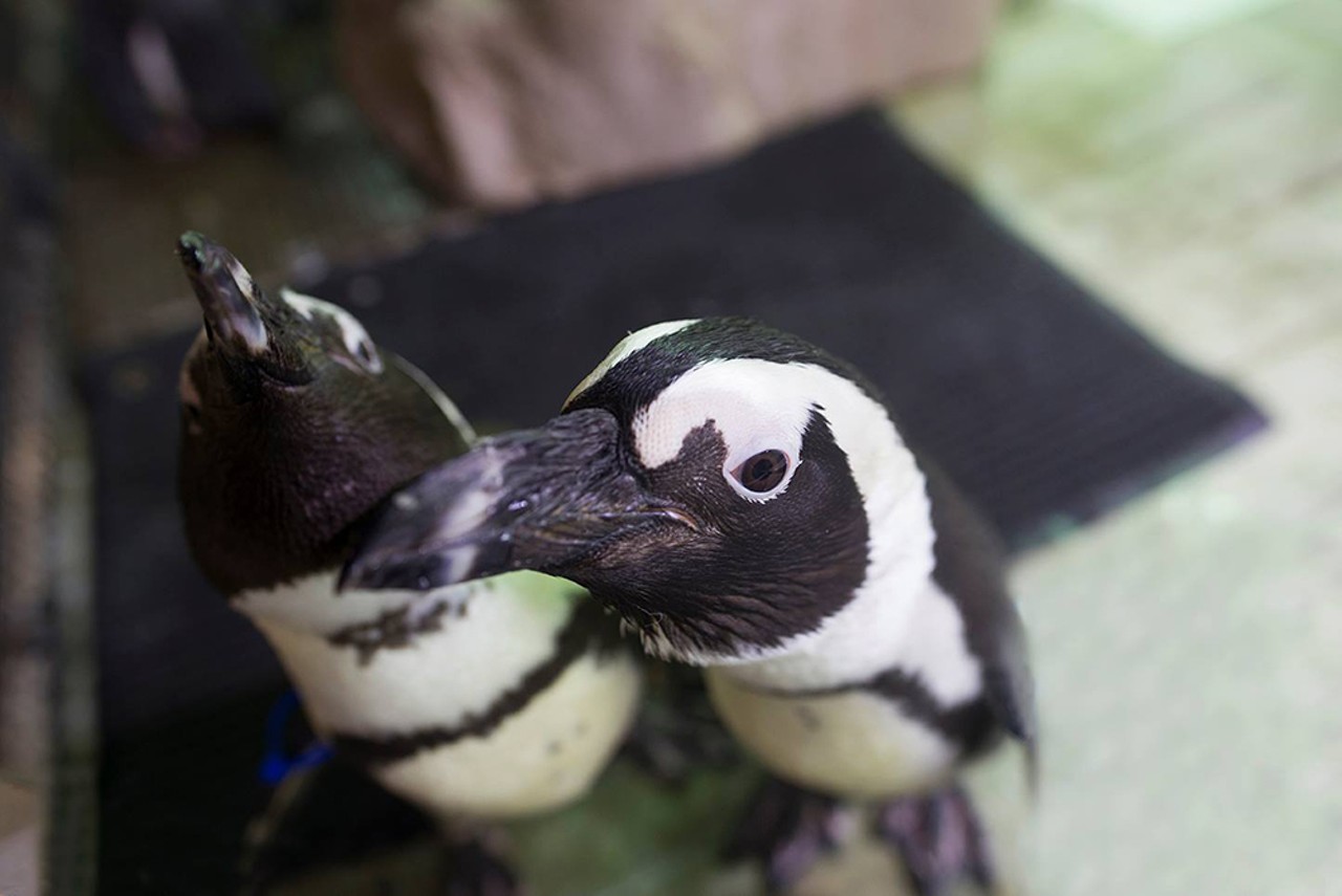 Celebrate World Penguin Day at the Florida AquariumHave to work on Thursday? No worries. You can still meet the penguins on Saturday.Thurs. & Sat. Apr. 25 & 27
Photo via the Facebook event page