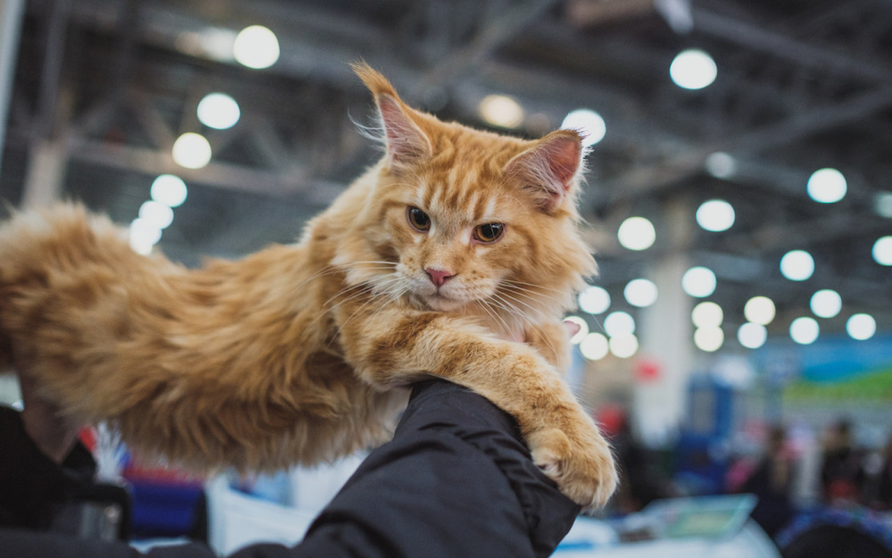 The 2019 KittyCon cat conference returns to Tampa this winter