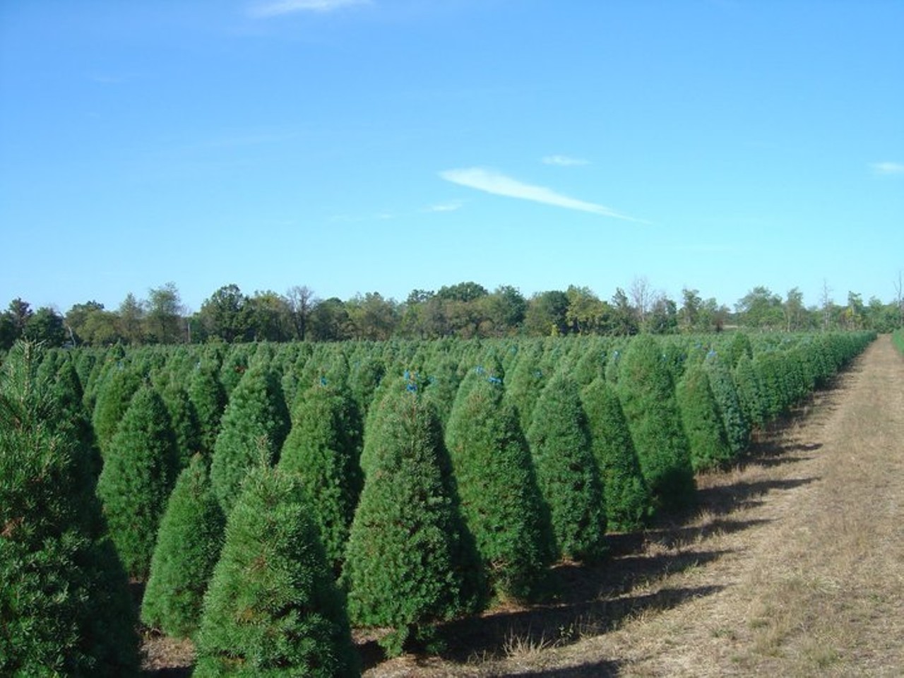 Great Lakes Christmas Tree Farms
1701 E 2nd Ave., Ybor City
All Christmas season
Serving the Tampa Bay area for over 30 years, now at a new Historic Ybor City location, Great Lakes Christmas Tree Farms provides hundreds of varying trees such as blue spruce, douglas fir, and black hill spruce. Great Lakes also offers wreaths, decorated mini christmas trees or holly plants, and poinsettias. Online ordering and delivery is available.