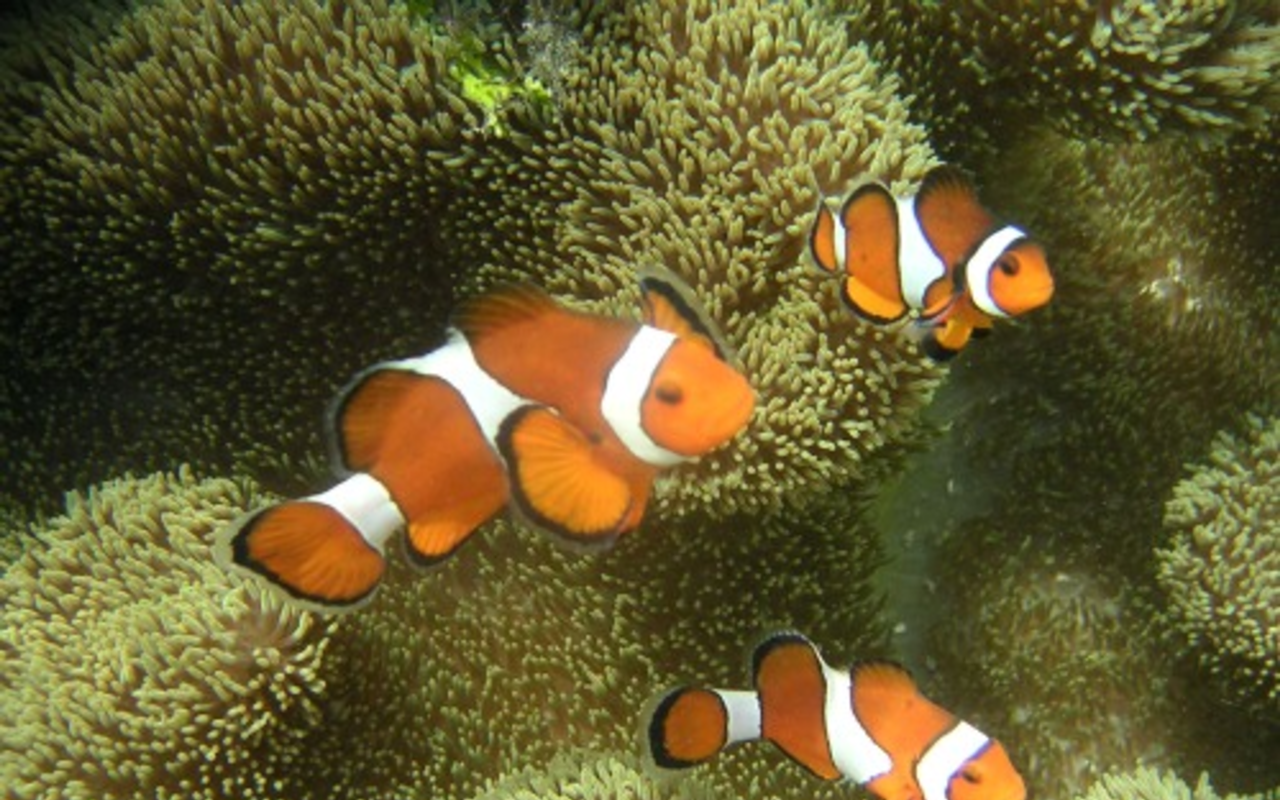 The ocellaris clownfish, a popular aquarium fish often captured after first being stunned by bursts of cyanide-laced seawater squirted from a plastic bottle.