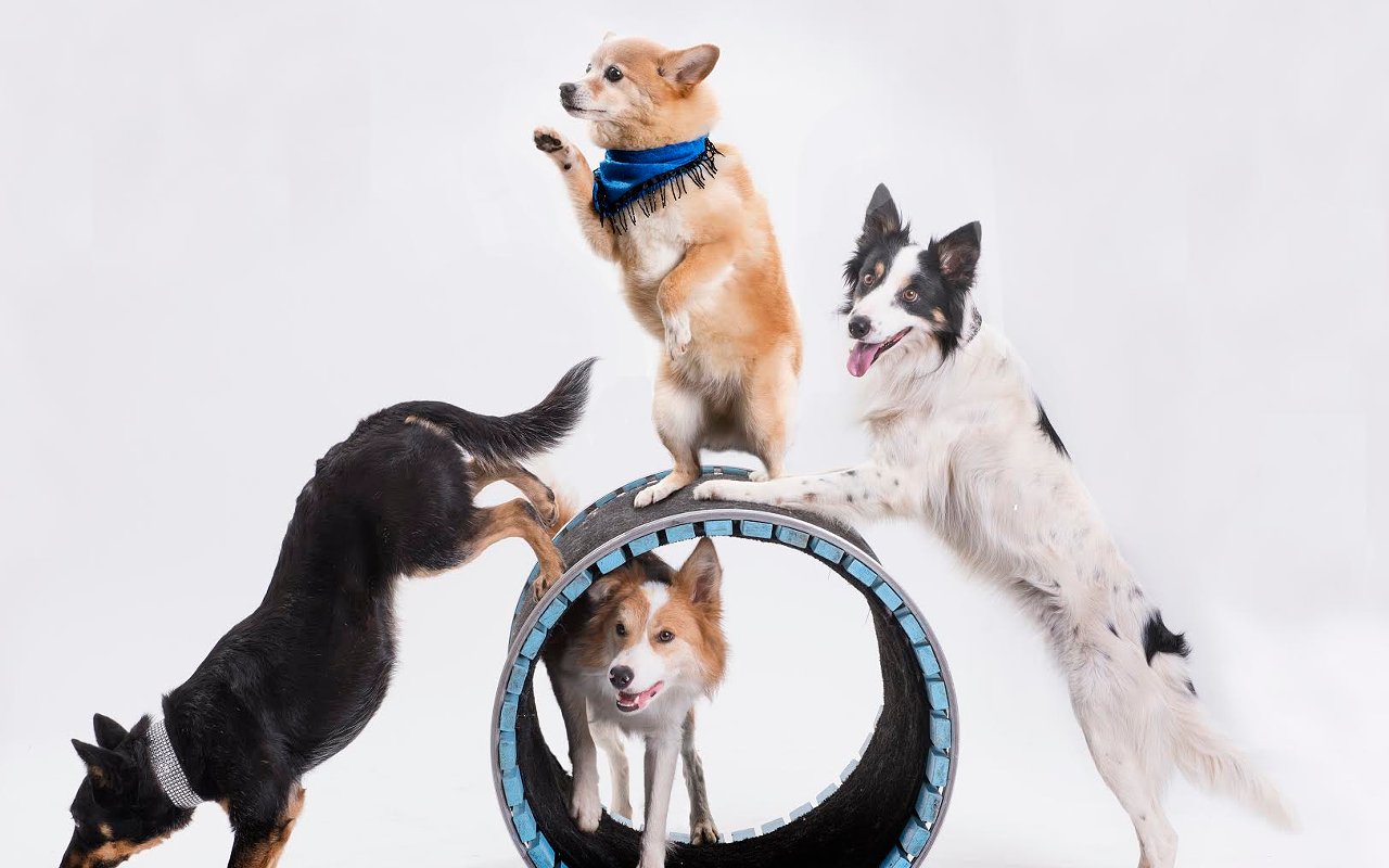 You can see these talented dogs show off their best tricks at a fundraiser for the St. Petersburg Free Clinic on Feb. 19 at The Palladium Theater.