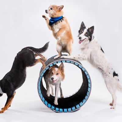 You can see these talented dogs show off their best tricks at a fundraiser for the St. Petersburg Free Clinic on Feb. 19 at The Palladium Theater.