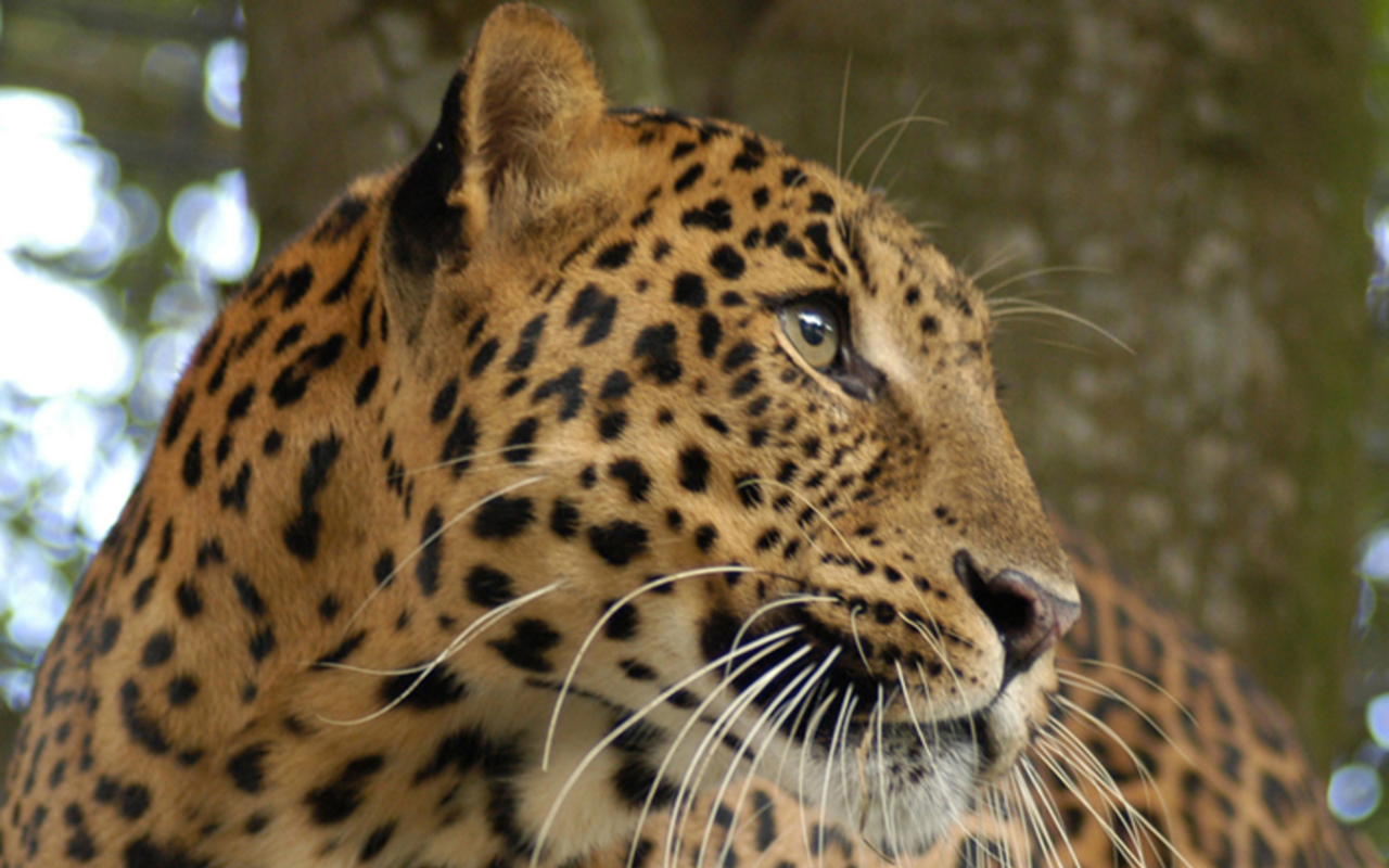 Leopard and Big Cat Rescue resident Cheetaro.