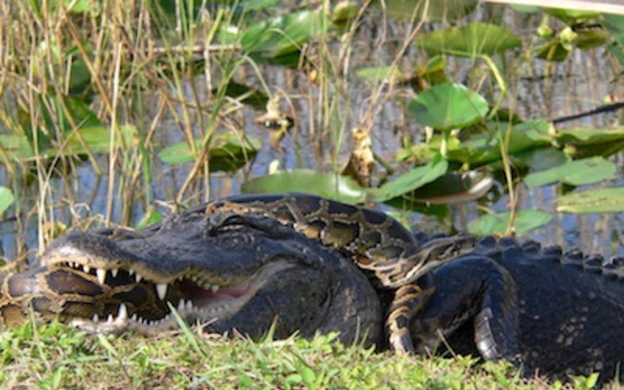 An American alligator and a Burmese python locked in a struggle to prevail in Everglades National Park.