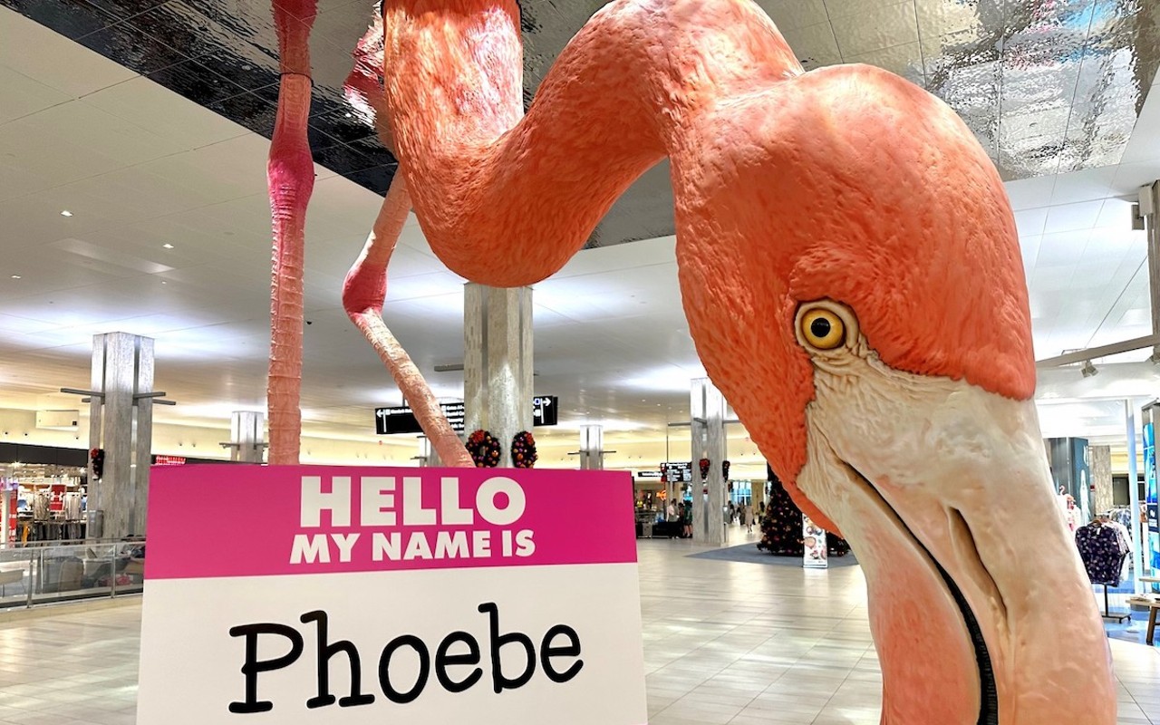 Tampa International Airport said that Phoebe received 16,122 votes.