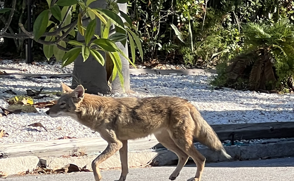Coyote's been wandering my corner of south St. Pete.