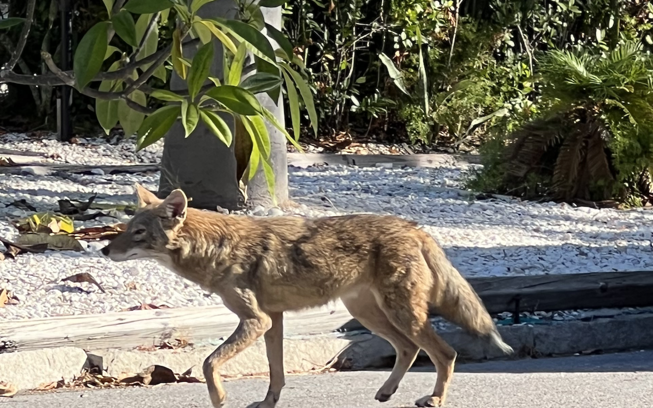 Coyote's been wandering my corner of south St. Pete.