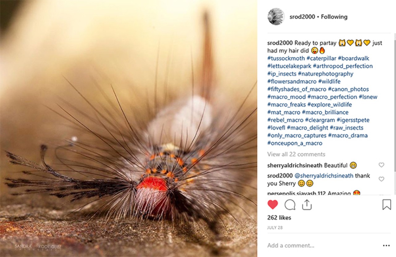 Sandra Rodriguez (@srod2000)
Sandra Rodriguez loves focusing her macro lens on the insects in Tampa's Lettuce Lake Park. We bet you've never seen insects like this.
Photo via Sandra Rodriguez