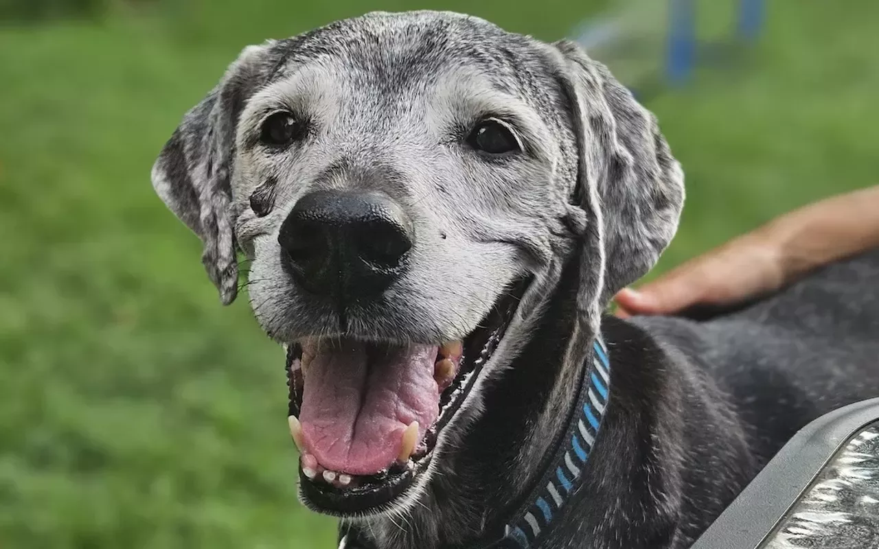Image: There's a pet festival, complete with pop-up dog park bar, in Seminole Heights this weekend