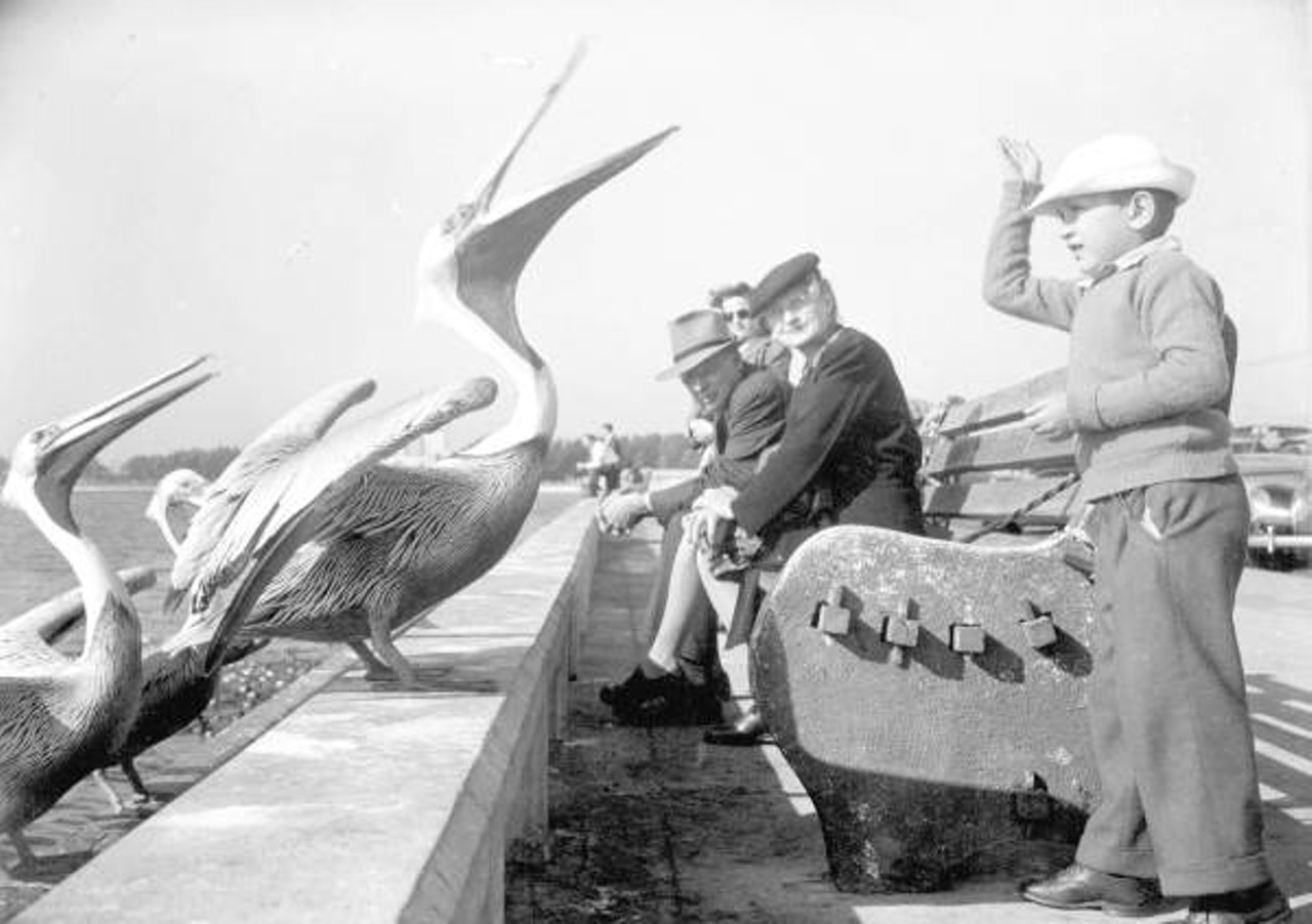 Pelicans gathered by a young boy at a Saint Petersburg pier, 1946.