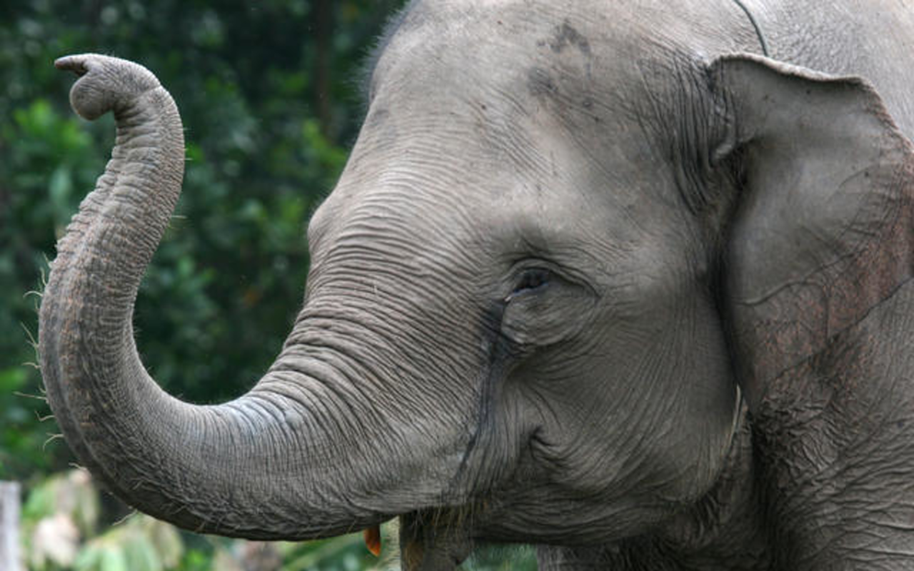 An Asian elephant not unlike the Ringling Bros. and Barnum & Bailey Circus plans to stop using by 2018.