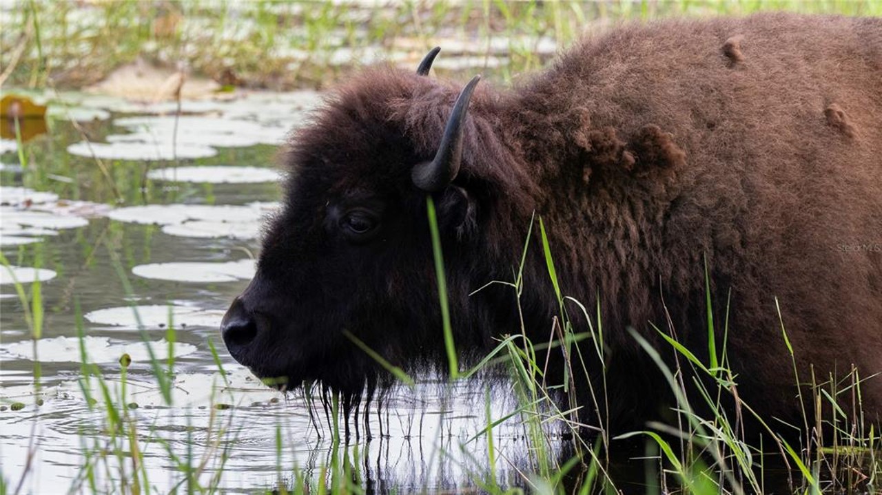 This $8 million Florida ranch is for sale, and it comes with three lakes, 500 deer, and herds of exotic animals