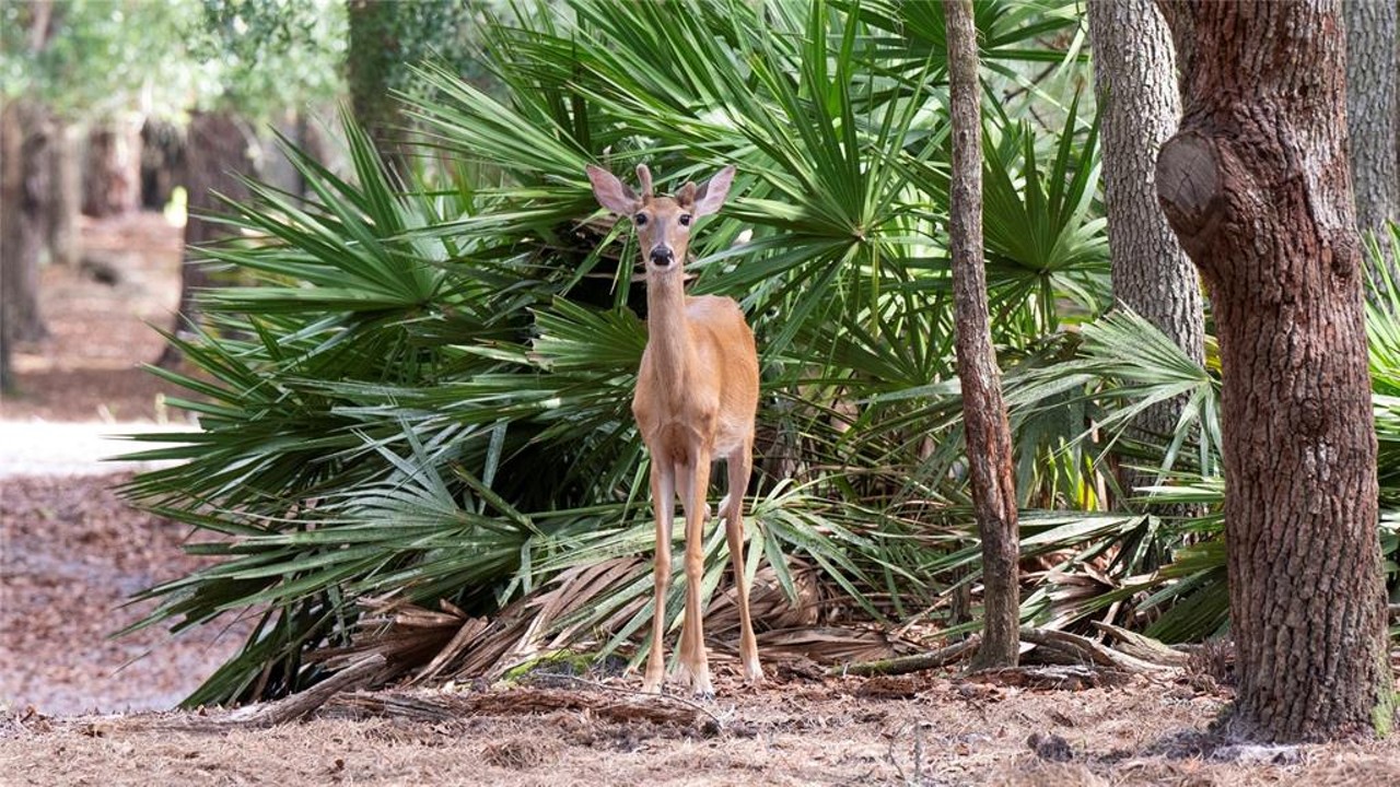 This $8 million Florida ranch is for sale, and it comes with three lakes, 500 deer, and herds of exotic animals