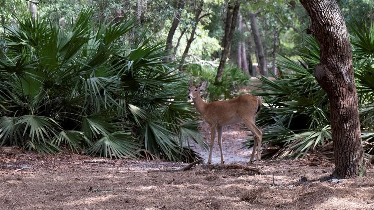 This $8 million Florida ranch is for sale, and it comes with three lakes, 500 deer, and herds of exotic animals