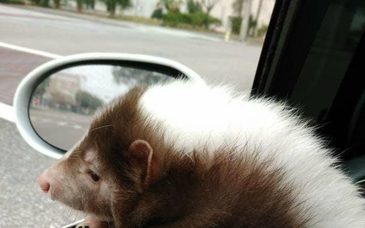 Rosie loves car rides.