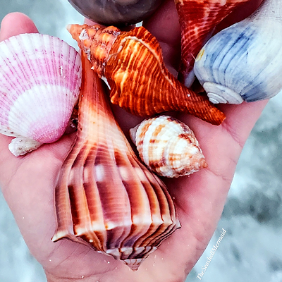 Sarasota resident Kristen Williams shares her finds from southwest Florida beaches and her favorite spot—Ten Thousand Islands off the coast of Collier County.